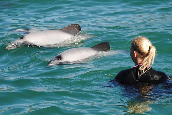 Akaroa Swim with Dolphins Tour from Christchurch - Quick hits: what makes this tour feel worth it