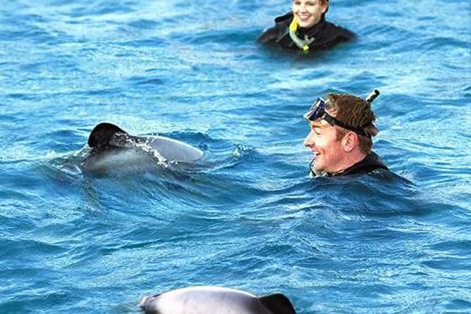 Akaroa Swim with Dolphins Tour from Christchurch - Why Akaroa is the star for a wild Hector’s dolphin swim