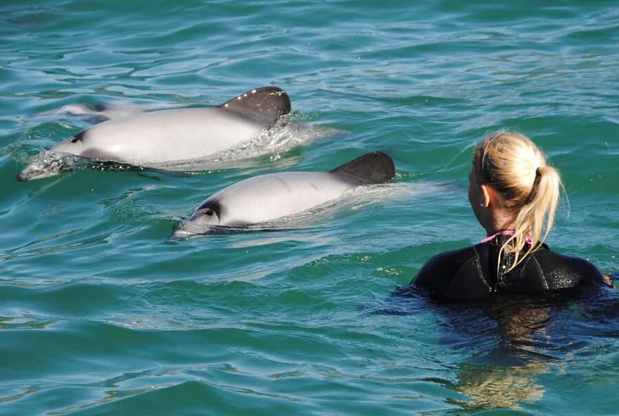 Akaroa: Swimming with Wild Dolphins Experience - Key highlights to know before you book