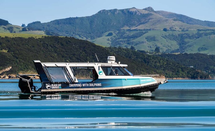 Akaroa: Swimming with Wild Dolphins Experience - My booking advice: when the dolphin swim is most likely to feel worth it