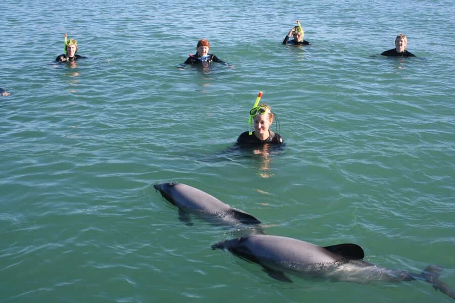 Akaroa: Swimming with Wild Dolphins Experience - Safety and swim requirements: what you must be comfortable with
