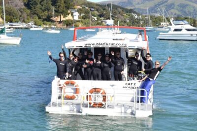 Akaroa: Swimming with Wild Dolphins Experience - The 3.5 hours on the water: the rhythm of the trip
