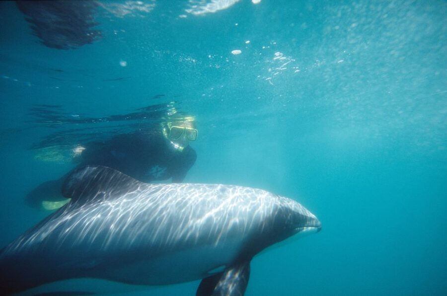 Akaroa: Swimming with Wild Dolphins Experience - Wildlife you can spot besides dolphins (and what’s realistic)