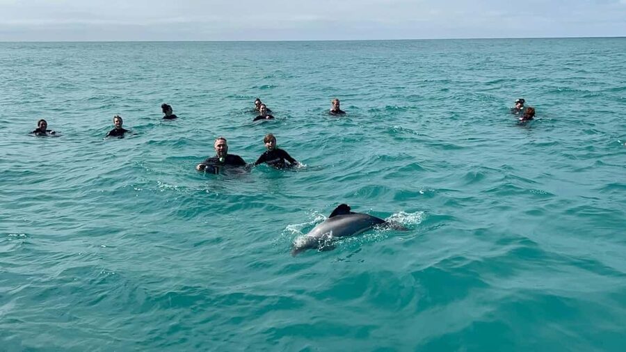 Akaroa: Swimming with Wild Dolphins Experience - Price and value: is $123 worth it?