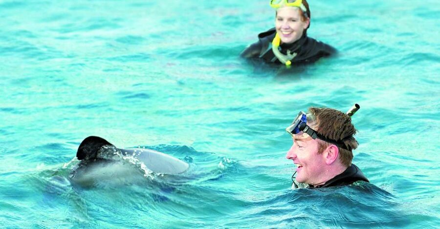 Akaroa: Swimming with Wild Dolphins Experience - Who should book this Hector’s dolphin swim in Akaroa (and who might not)