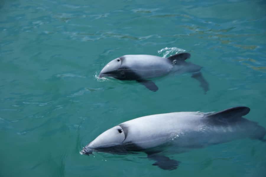 Akaroa: Wildlife Cruise with Dolphins and Penguins - Real sailing on a 1922 ketch (and why it matters)