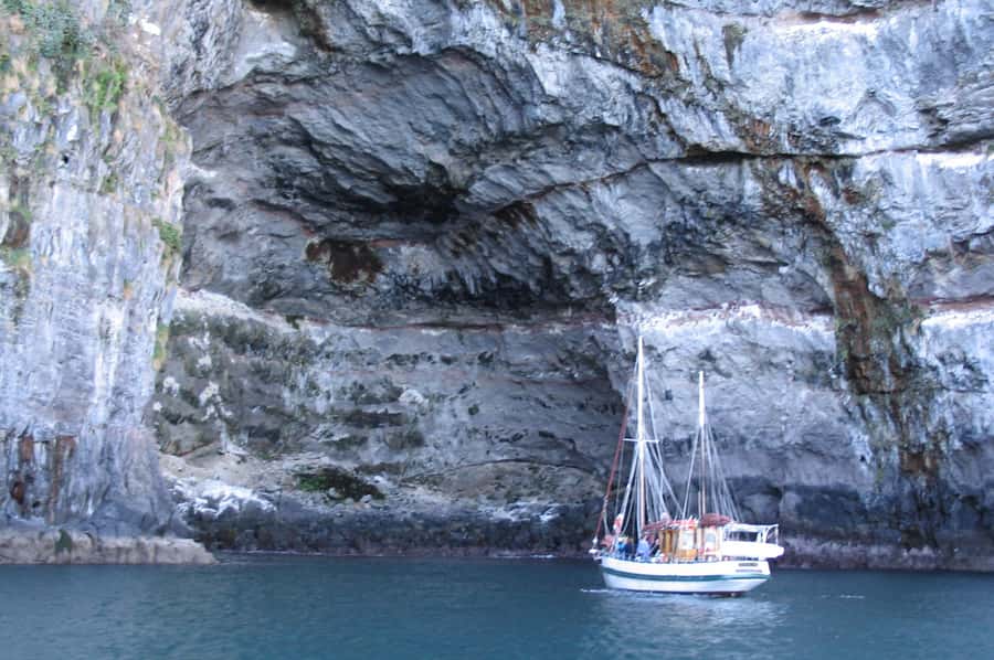 Akaroa: Wildlife Cruise with Dolphins and Penguins - Wildlife viewing: dolphins first, then the rest of the coastal cast