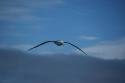 Akaroa: Wildlife Cruise with Dolphins and Penguins - From Akaroa Harbour out past the crater: how the route works