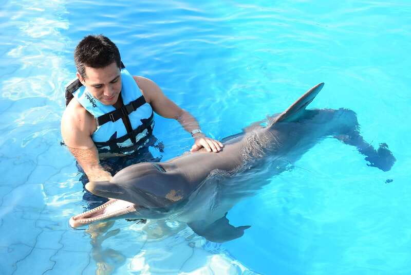 Akumal: Dolphin Encounter - Key Things to Know Before You Go