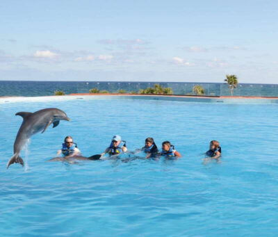 Akumal: Dolphin Encounter - Your Main Time in the Water: The 40-Minute Dolphin Encounter