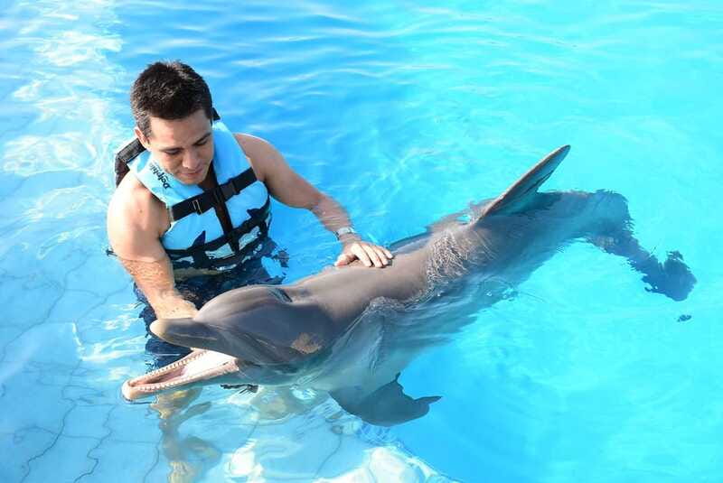 Akumal: Dolphin Encounter - The Interaction Style: What You’ll Likely Feel in the Moment