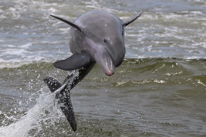 Alabama Gulf Coast Dolphin Cruise - Value for your money: what you’re really paying for