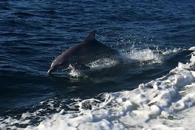 Alabama Gulf Coast Dolphin Cruise - The dolphin search: how the Gulf hunt really works