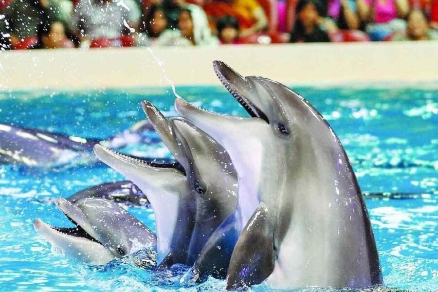 Alanya: Dolphin and Seal Show Ticket with Hotel Transfers - Key Points You’ll Care About