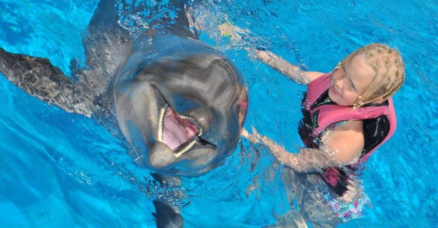 Alanya: Dolphin and Seal Show Ticket with Hotel Transfers - Hotel Transfers in Alanya: The Part That Actually Matters