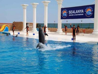 Alanya: Dolphin and Seal Show Ticket with Hotel Transfers - Inside Sealanya Dolphinpark: How the Show Flows