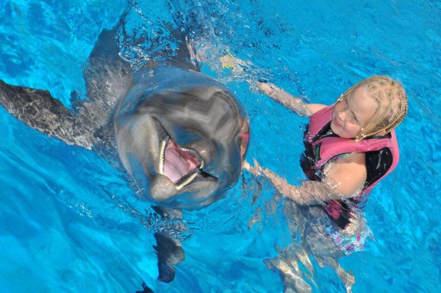 Alanya: Dolphin and Seal Show Ticket with Hotel Transfers - Duration, Timing, and What the Photo Line Really Costs