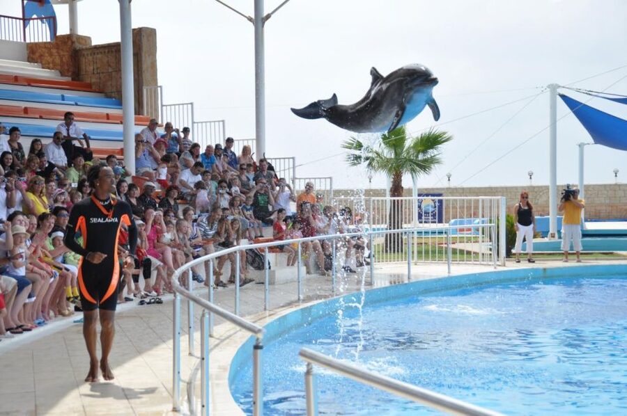Alanya: Dolphin and Seal Show Ticket with Hotel Transfers - Price and Value: Is $40 Worth It?