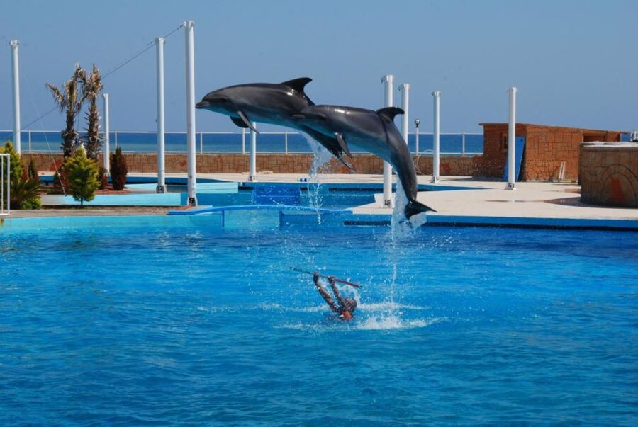 Alanya: Dolphin and Seal Show Ticket with Hotel Transfers - Who This Tour Suits Best (And Who Might Skip It)