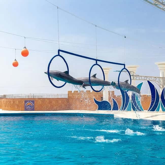 Alanya: Sealanya Dolphinpark Dolphin Show Tour - Sealanya Dolphinpark in Alanya: the one-hour show setup