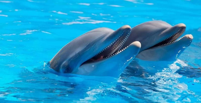 Alanya: Sealanya Dolphinpark Dolphin Show Tour - The C-shaped tribune: how to get a good view without seat numbers