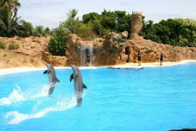 Alanya: Sealanya Dolphinpark Dolphin Show Tour - Hotel pickup and timing: how the half-day usually feels