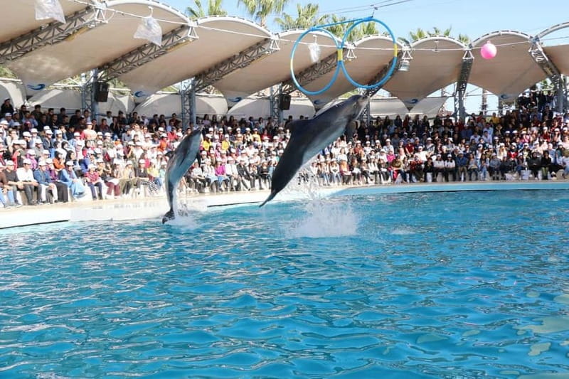 Alanya: Sealanya Dolphinpark Dolphin Show Tour - Price and value: what $53 actually buys you