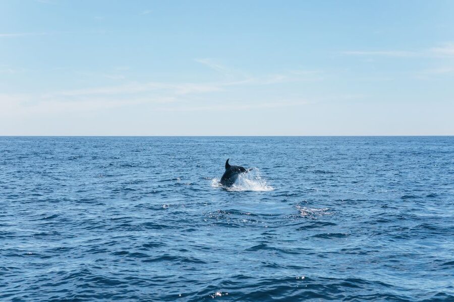 Albufeira: 2.5-Hour Benagil Caves & Dolphin Watching - Dolphin watching with a marine expert: the hunt and the science