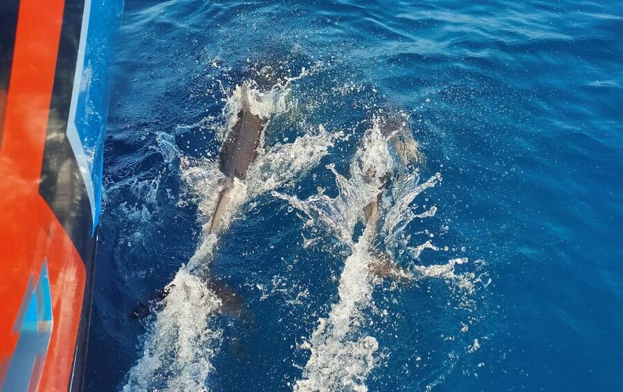 Albufeira: 2.5-Hour Dolphin Watching and Caves Trip - From Marina de Albufeira to Open Water: The Flow of the Trip