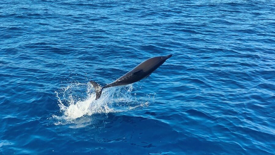 Albufeira: 2.5-Hour Dolphin Watching and Caves Trip - When You Get a Swim Stop in the Atlantic, It’s Usually Worth It