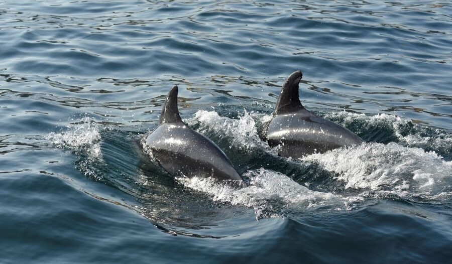 Albufeira: 2.5-Hour Dolphin Watching and Caves Trip - Price and Value at About $41: What You’re Paying For