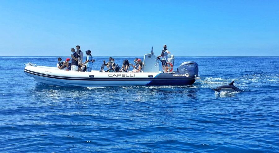 Albufeira: Benagil Cave and Dolphin Sightseeing Boat Cruise - From Albufeira Marina to a Coastline-First Speedboat Ride