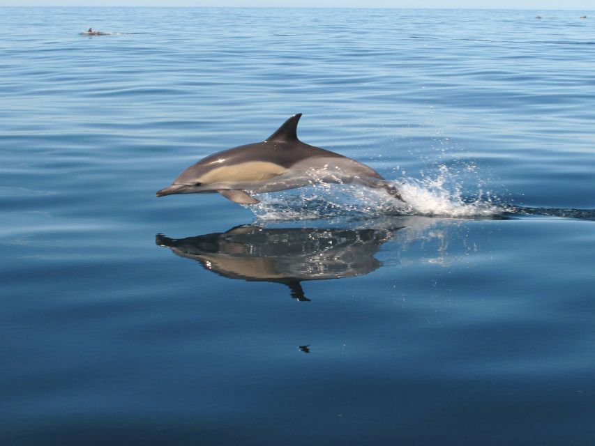 Albufeira: Benagil Cave and Dolphin Sightseeing Boat Cruise - Senhora da Rocha Beach Caves and Golden Sand Stops