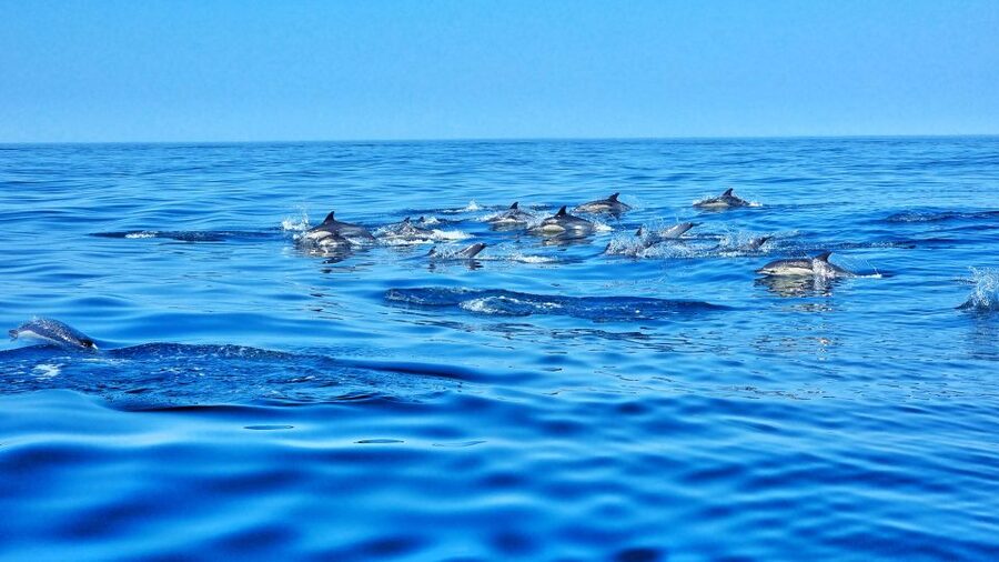 Albufeira: Benagil Cave and Dolphin Sightseeing Boat Cruise - Dolphin Spotting: The Fun Part After the Caves
