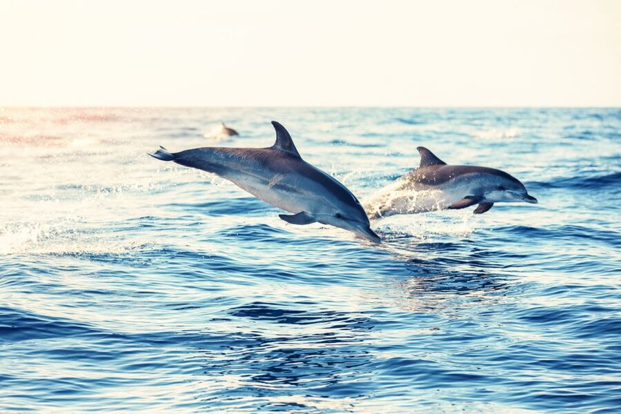 Albufeira: Benagil Caves & Dolphin Watching Speed Boat Tour - Practical packing checklist (so you’re not stuck improvising)