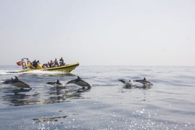 Albufeira: Benagil Caves & Dolphin Watching Speed Boat Tour - Meeting at Marina de Albufeira: parking, timing, and what to bring
