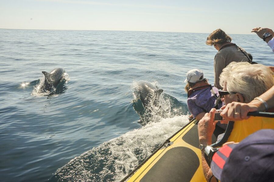 Albufeira: Benagil Caves & Dolphin Watching Speed Boat Tour - Onboard experience: guides, skipper control, and staying comfortable at speed
