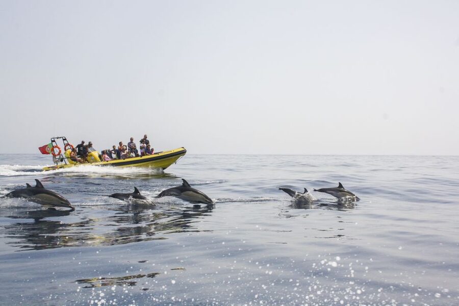 Albufeira: Benagil Caves & Dolphin Watching Speed Boat Tour - Meeting at Marina de Albufeira: parking, timing, and what to bring