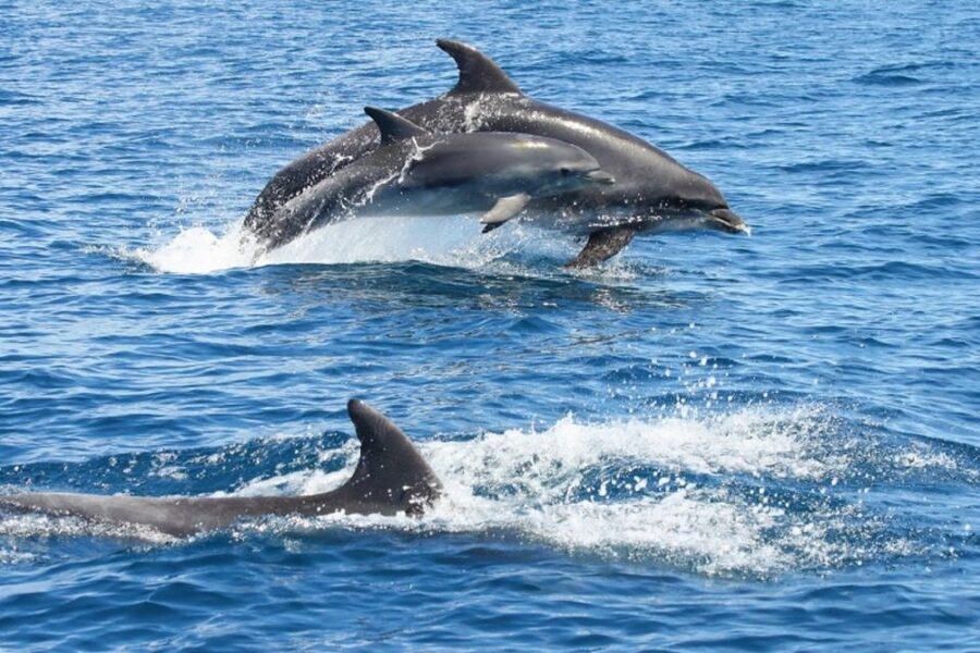 Albufeira: Dolphin Watching and Benagil Cave - Key things that make this cruise worth it