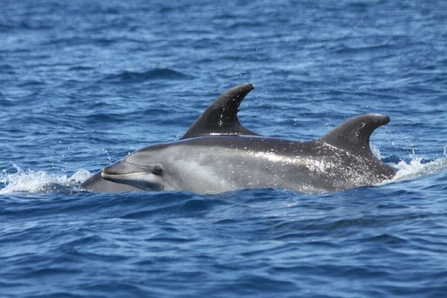 Albufeira: Dolphin Watching and Benagil Cave - The swim stop near Algarve beaches: great when conditions allow