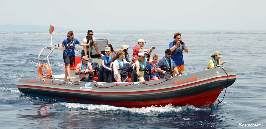 Albufeira: Dolphin Watching and Benagil Cave Boat Cruise - Quick Hits Before You Go