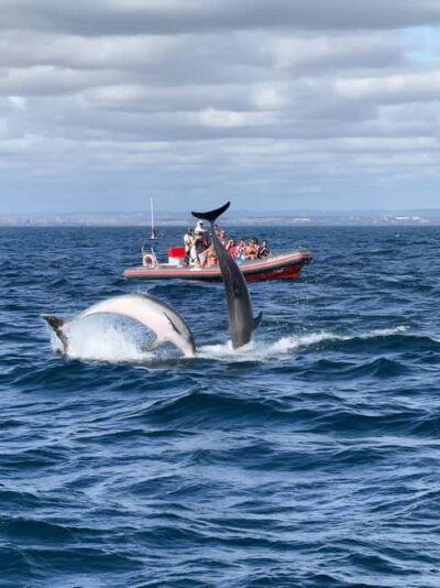 Albufeira: Dolphin Watching and Benagil Cave Boat Cruise - Getting On Board at Albufeira Marina (No Hotel Pickup)