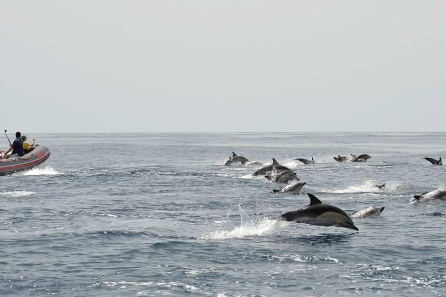 Albufeira: Dolphin Watching and Benagil Cave Boat Cruise - Value for $35: Why This One Feels Like a Smart Buy