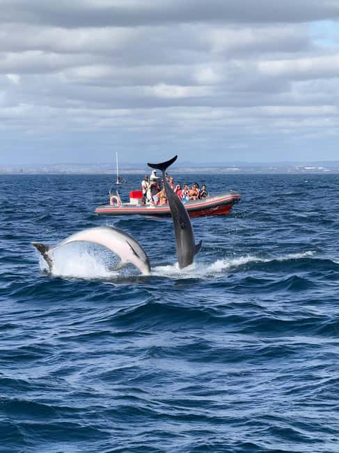 Albufeira: Dolphin Watching and Benagil Cave Boat Cruise - Getting On Board at Albufeira Marina (No Hotel Pickup)