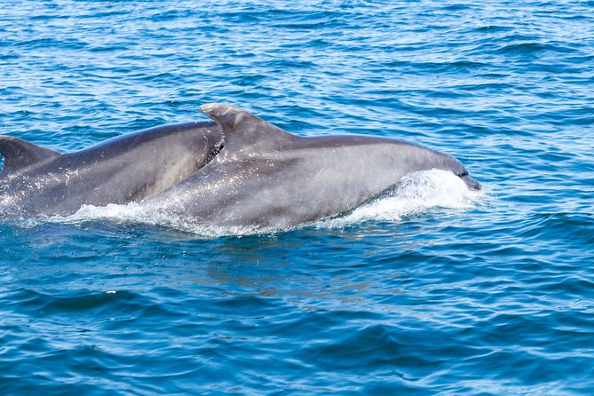 Albufeira: Dolphins and Caves Private Tour - Dolphin spotting with marine-biologist commentary