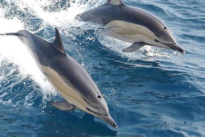 Albufeira: Dolphins and Caves Private Tour - When conditions allow: swimming, plus the small comforts you’ll appreciate