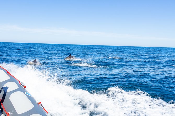 Albufeira: Dolphins and Caves Private Tour - Who should book this private dolphins-and-caves tour