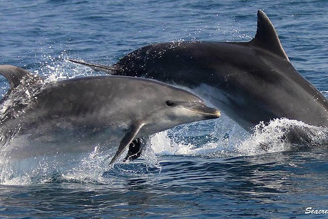 Albufeira: Dolphins and Caves Tour - Cruise Start at Albufeira Marina: How to Get on Board Smooth