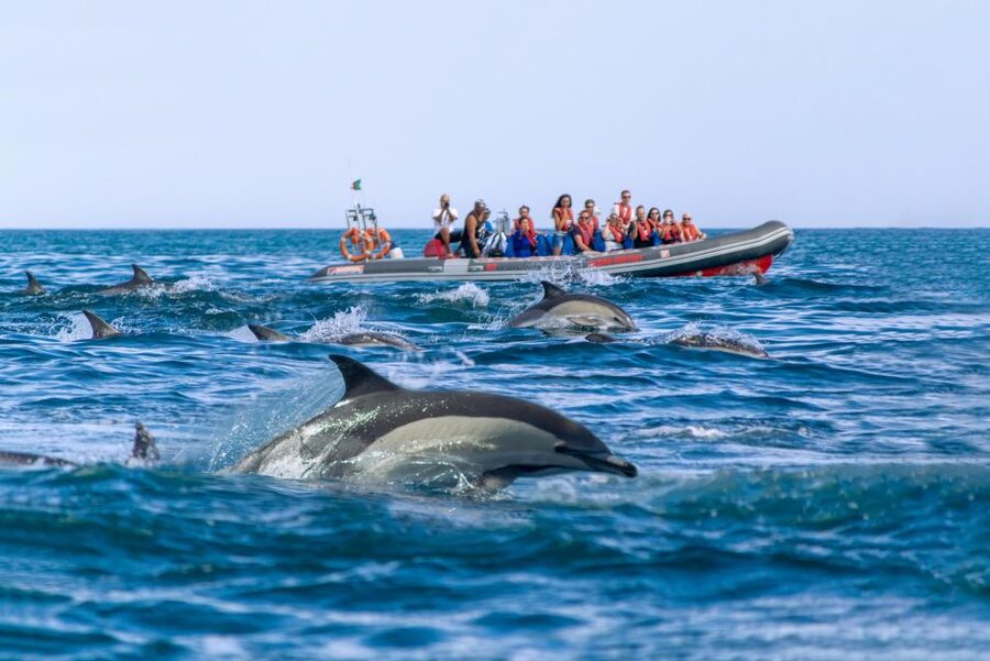 Albufeira: Dolphins, Benagil Caves and Coastline Boat Tour - Who Should Book This Tour, and Who Should Skip It
