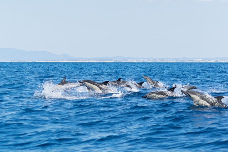 Albufeira: Dolphins, Benagil Caves and Coastline Boat Tour - Safety and Suitability: Who This Tour Fits Best